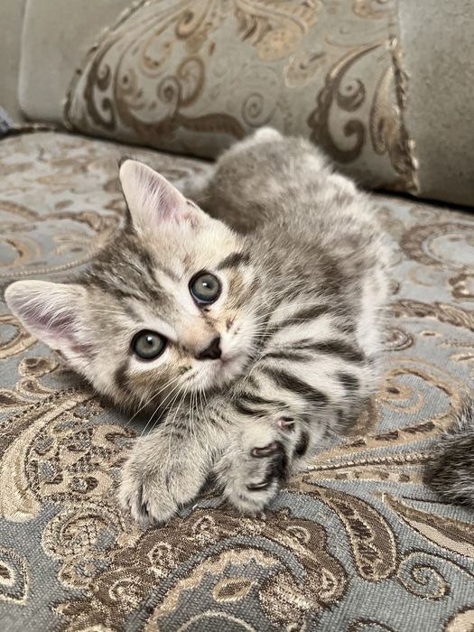 Отдам котят в добрые руки