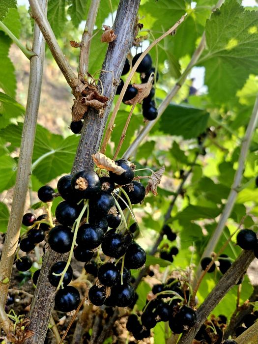 Vand coacaze negre