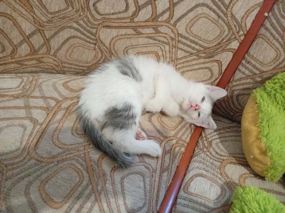 Motănelul Costi, un pui de 7 săptămâni