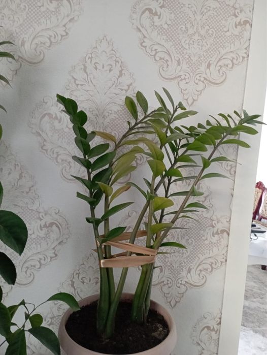 Продается домашние цветы доллар в горшочке