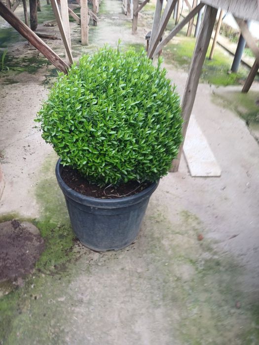 Шамшод кучат  атир гул кучат