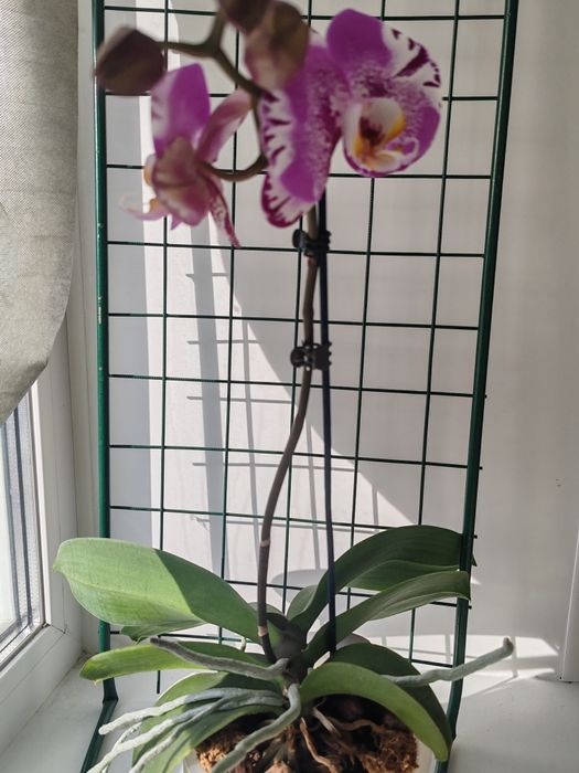 Орхидея фаленопсис