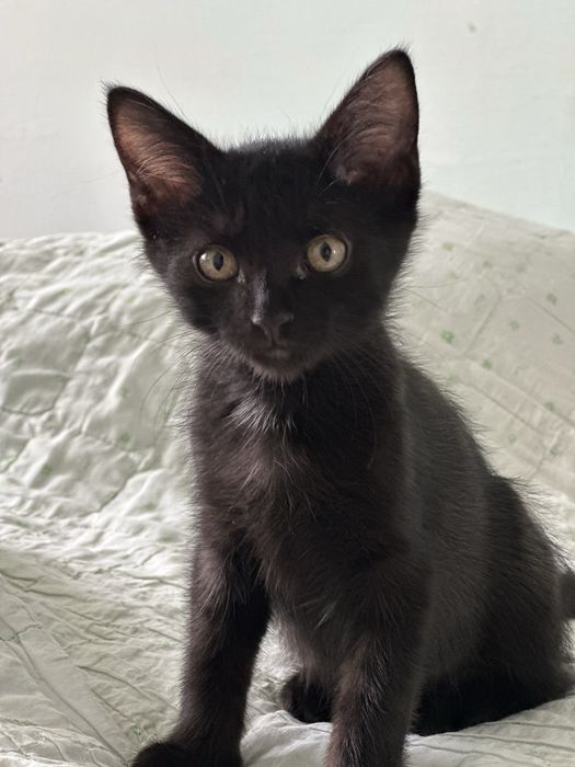 Котята, мальчик и девочка