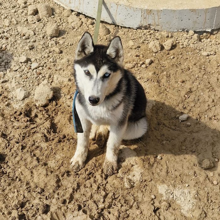 Продается хаски