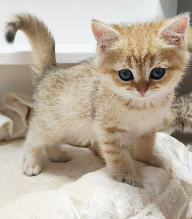 Котик и кошечка британские