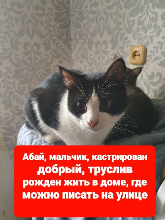 Отдам в добрые руки