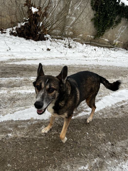 Plimb caini/Pet walker