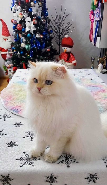 British Longhair baiat superb pedigree