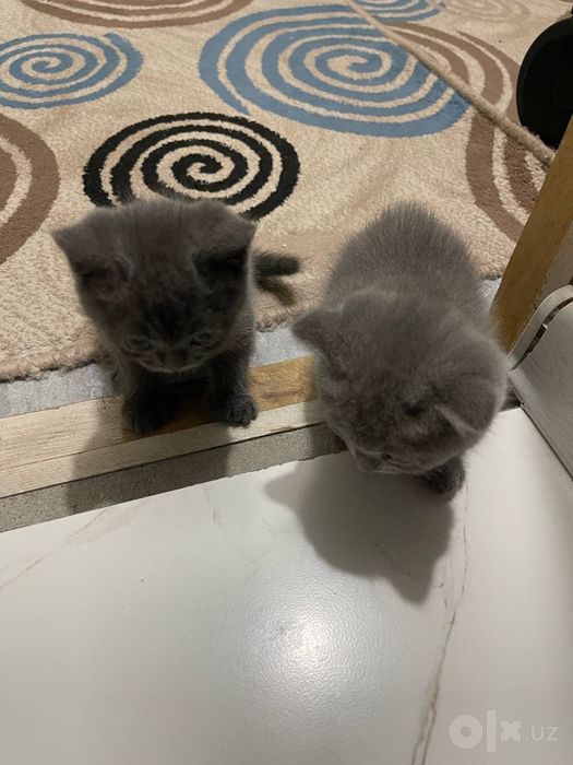 Продаются котята