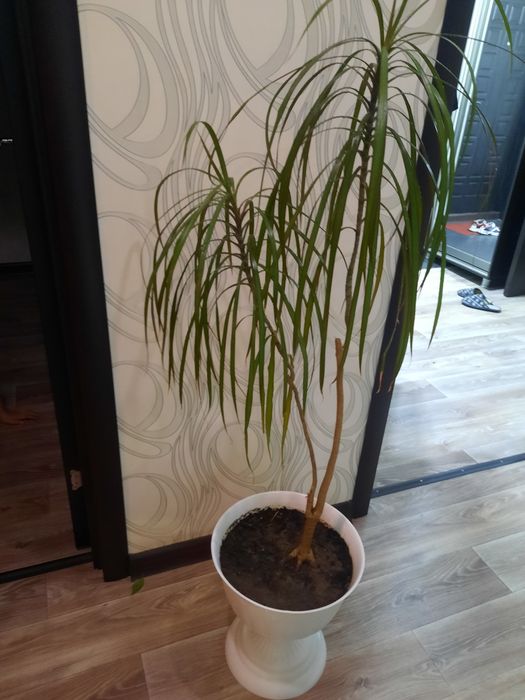 Продам комнатные цветы