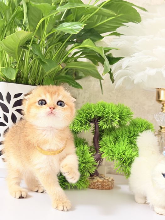 Котята чистокровные