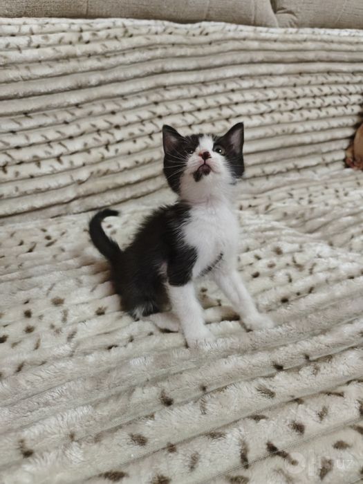 Отдам в хорошие руки котят.