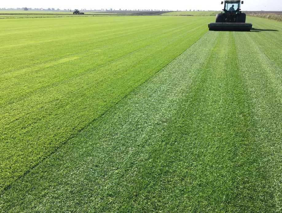 Gazon Rulou Rezistent la Soare – Verificare Video Live