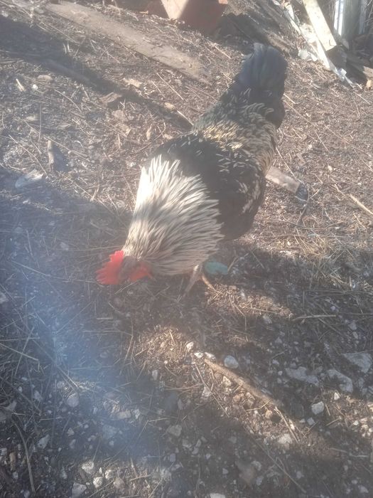 Петлета домашни на 8 месеца