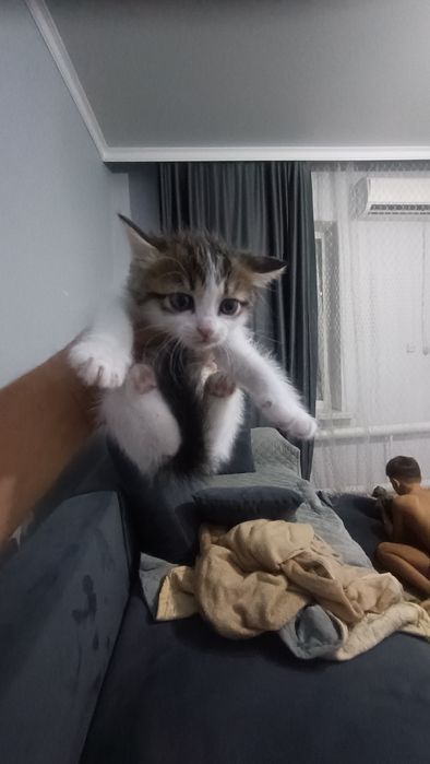 Отдам котят в хорошие руки