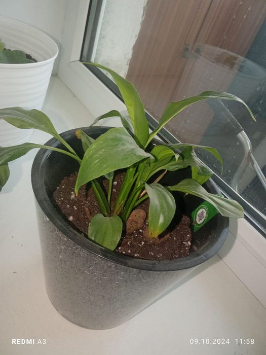 Комнатные растения