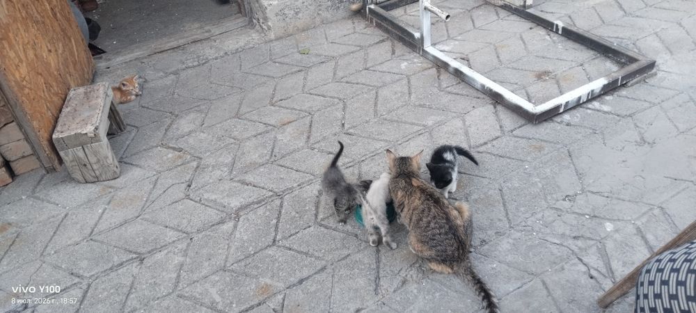 Добрый кот подарок бесплатно