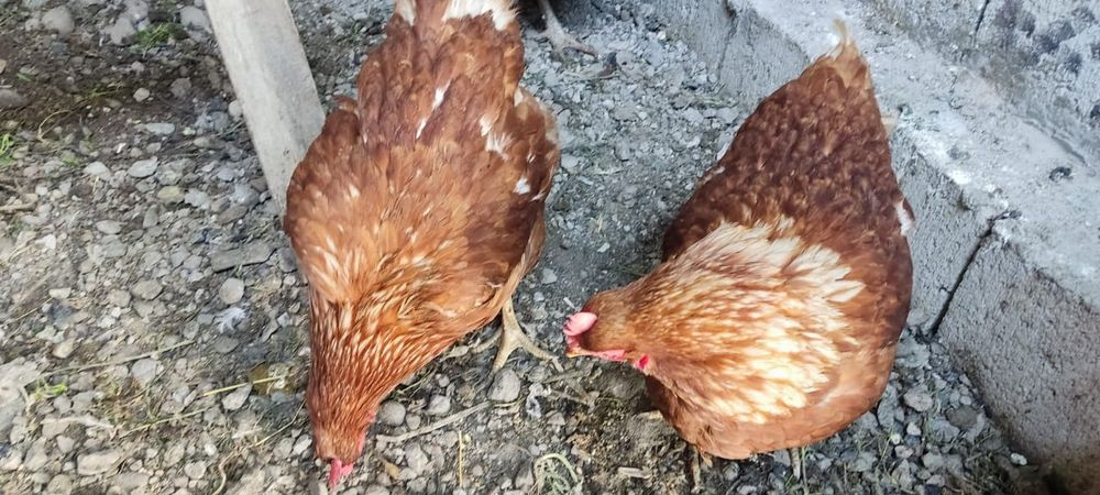 Продам молодых домашних курей