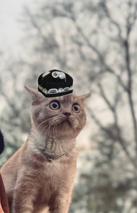 Scotish strayt mushukcha mushuklar mushukchalar zotdor mushuklar scort