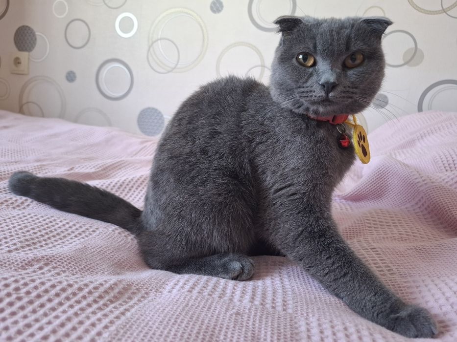 Zotdor mushuk scottish fold 7oylik qiz bola