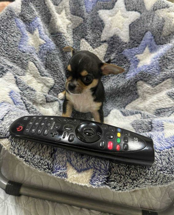 Продаётся мальчик Чихуахуа черного-подпалого окраса