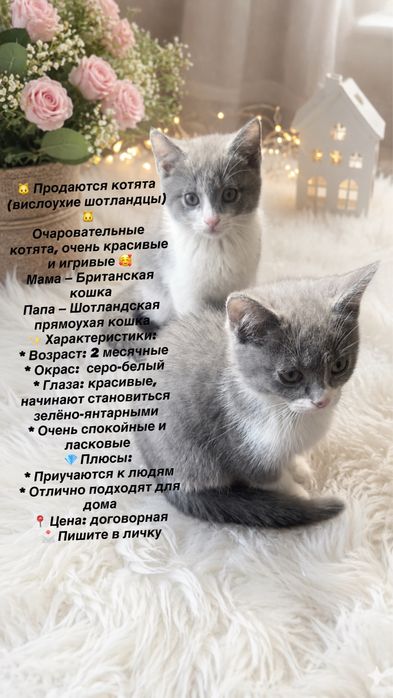 Британский котята