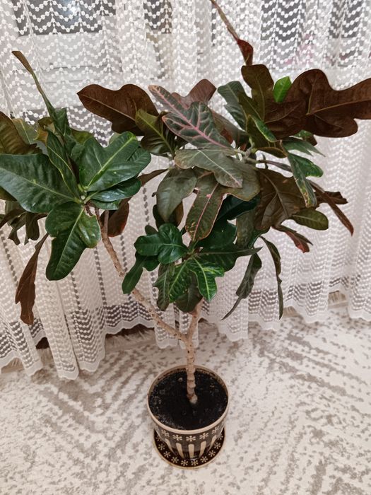 Драцена комнатная