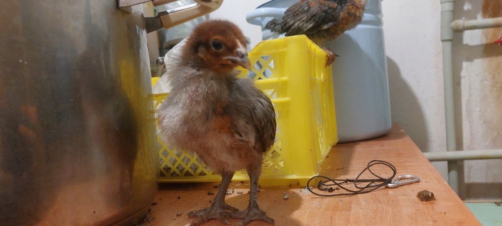 Тауық балапандары сатылады