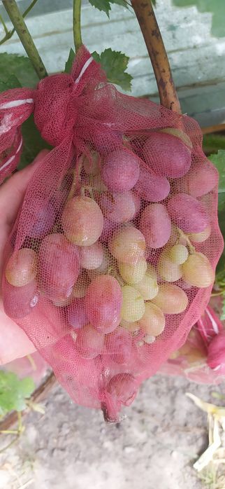 Саженцы винограда