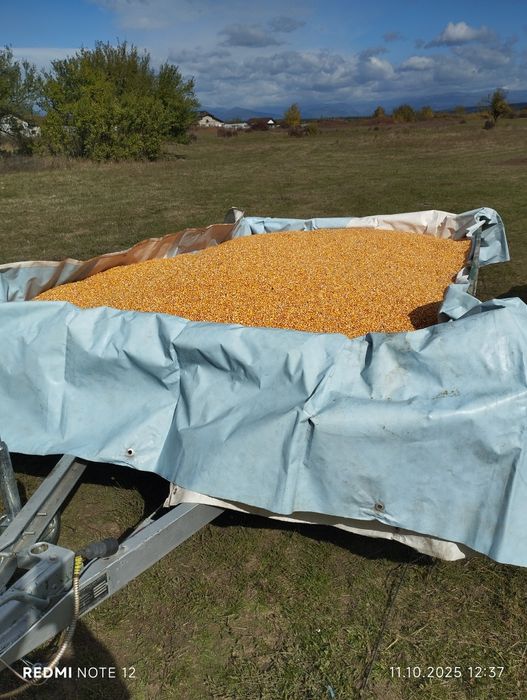 Vând porumb producție 2025, preț 1,5 lei kg