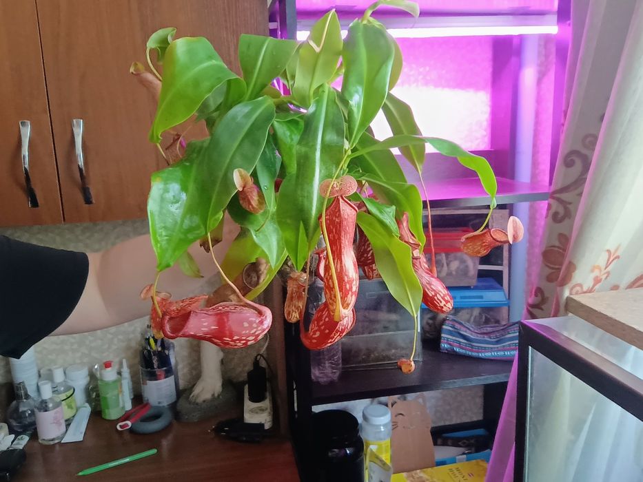 Непентес гая (Кувшиночник)