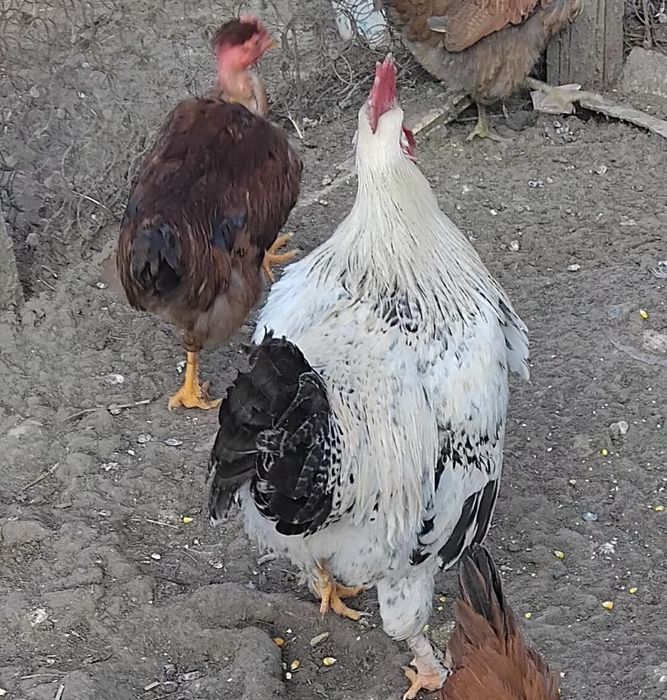 De vânzare 2 Cocoși Tineri