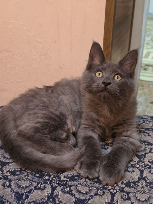 Пропала кошечка по клички лили