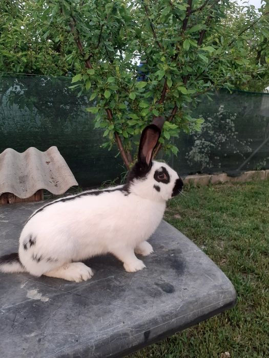Femela de metis pestriț