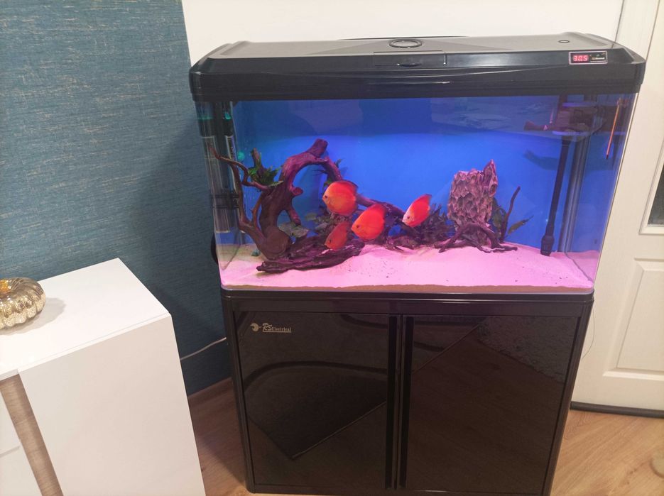 Аквариум с дискуси