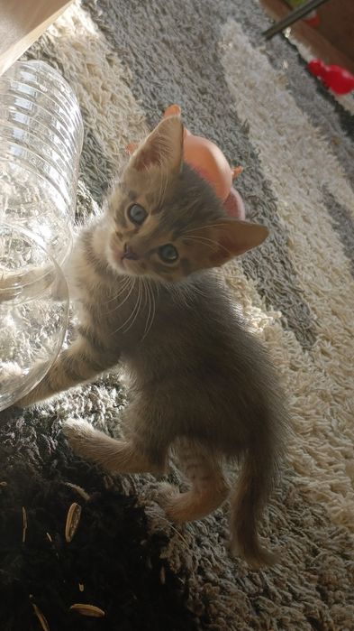 Котята вислоухие