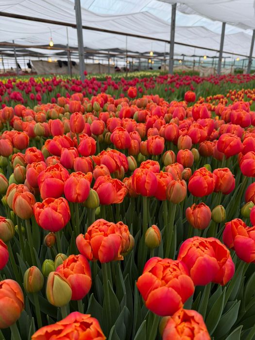 Тюльпаны оптом и в розницу