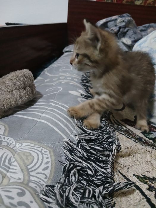 Котенок  девочка