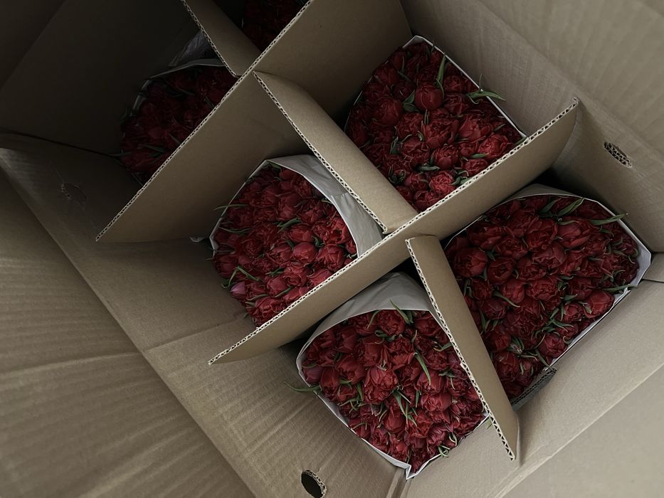 Оптом тюльпаны Астана