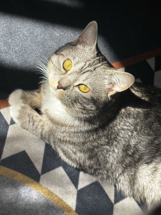 Отдам кота в добрые руки