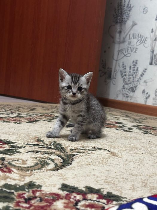 Отдам котят в добрые руки