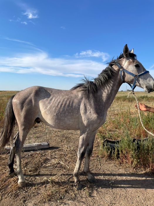 Тай 1 жасар араб-жабы