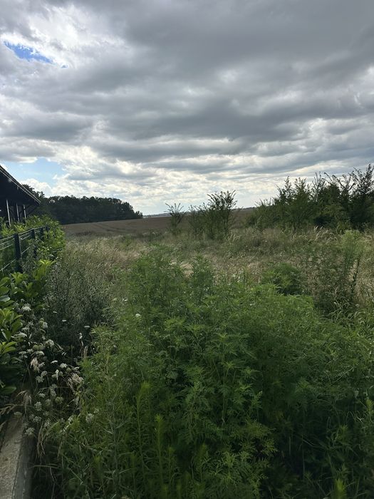 Vand teren 639 mp cu deschidere 19 m langa padurea Paulesti