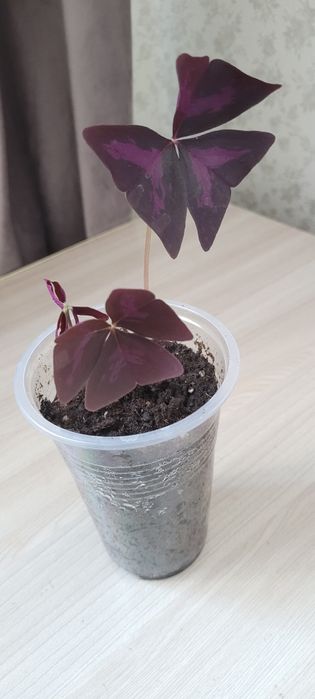 Оксалис - Мадам Баттерфляй