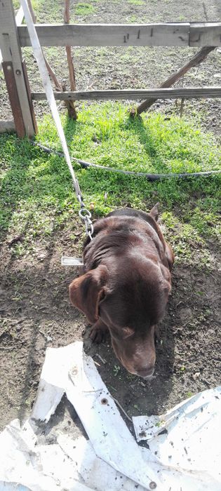 Лабрадор 7 месяцев кобель Лабрадор 7 ойлик угил бола