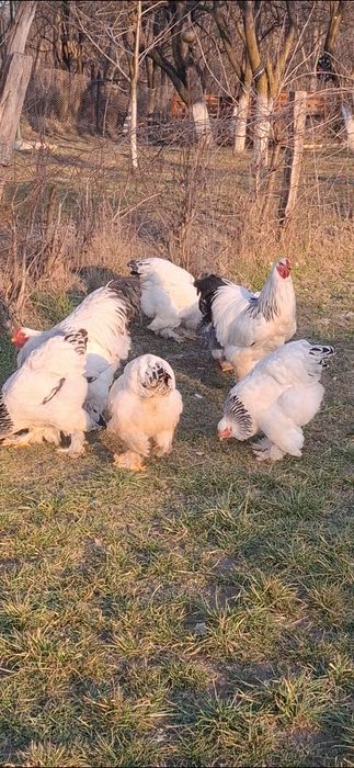 Ouă incubat brahma herminat deschis