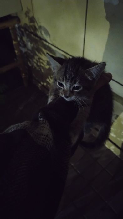 Котёнок, маленький