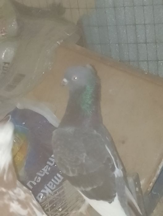 kabutar sotiladi etita hakka bor iktasi dvuhchubi bechtasi chubati