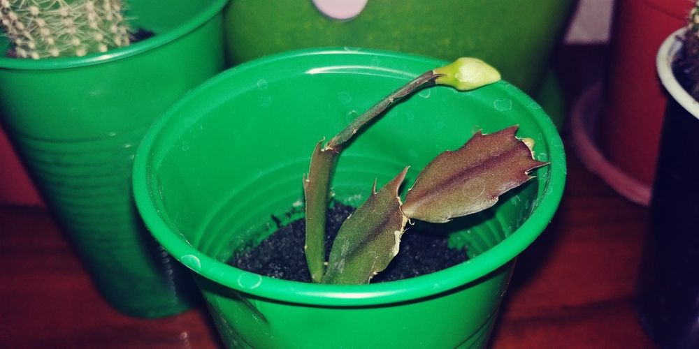 Цветы комнатные от 500тг