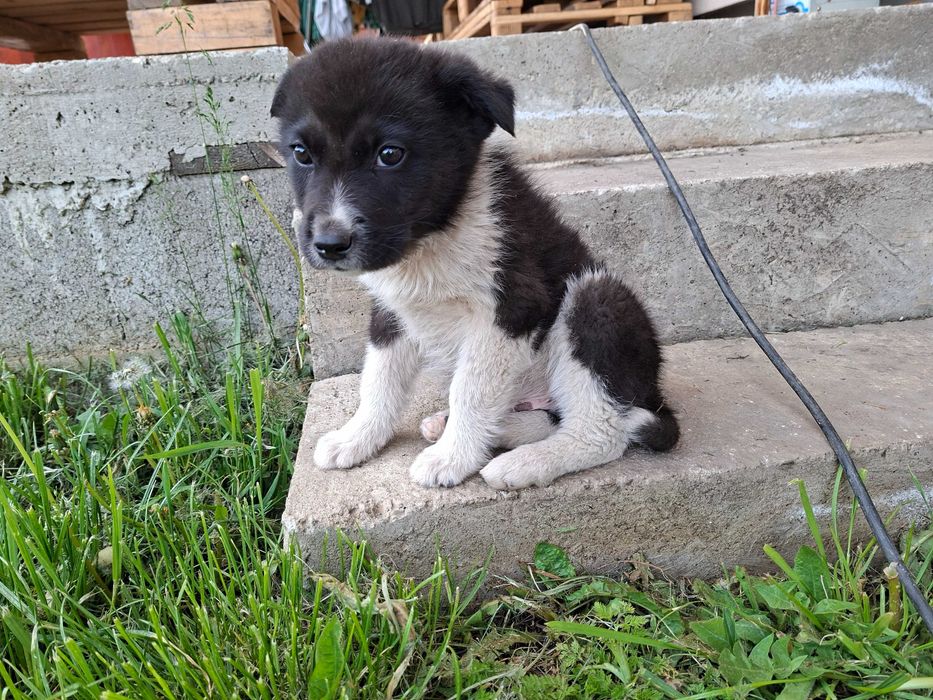Căței  spre adopție